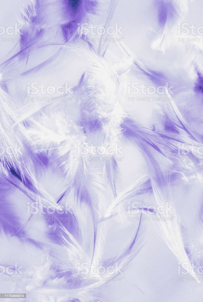 Detail Background Warna Ungu Muda Nomer 22