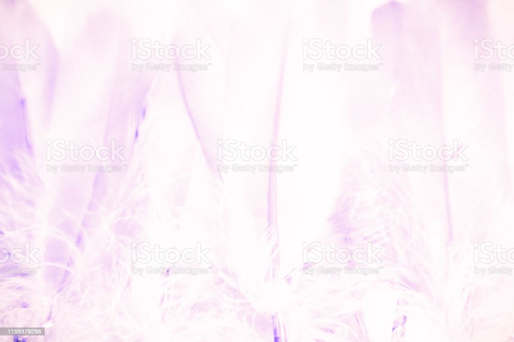 Detail Background Warna Ungu Muda Nomer 39