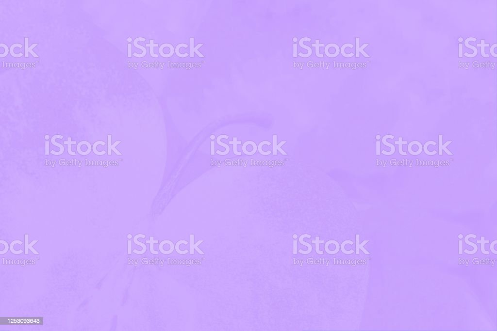 Detail Background Warna Ungu Muda Nomer 41