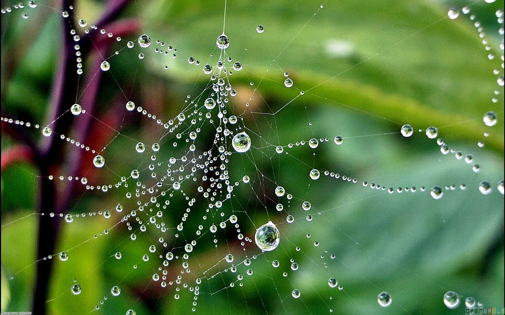 Detail Background Web Bergerak Nomer 40