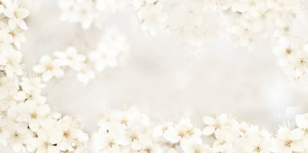 Detail Background Wedding Nomer 5