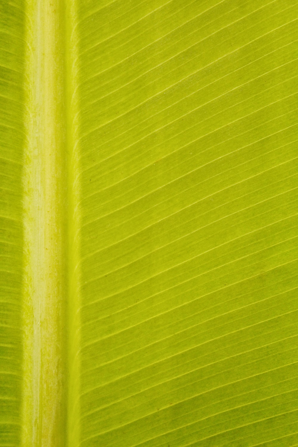 Detail Background Yellow Green Nomer 37