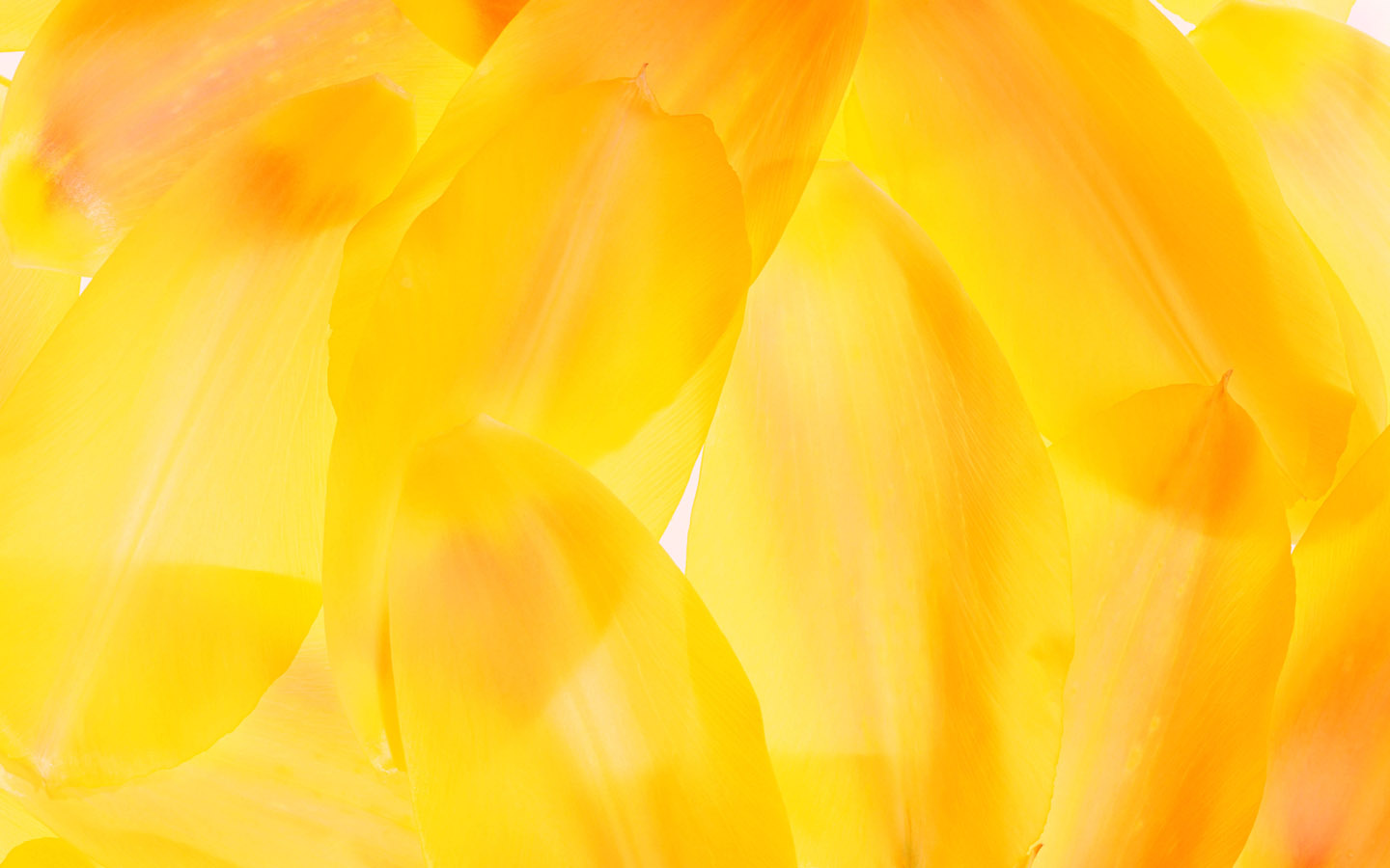 Detail Background Yellow Pattern Nomer 57