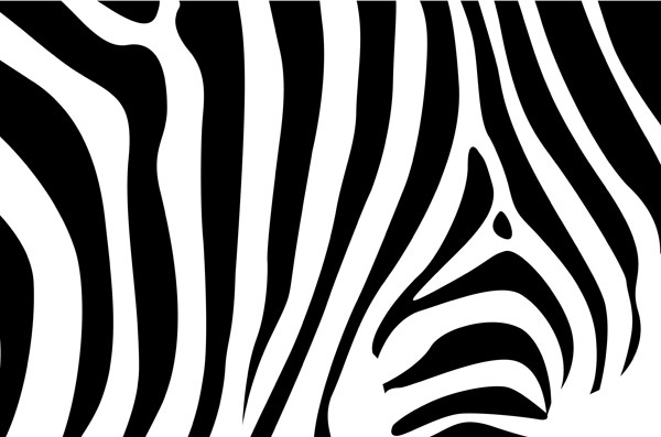 Detail Background Zebra Nomer 23