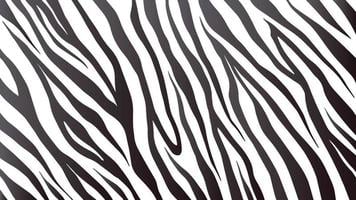 Detail Background Zebra Nomer 34