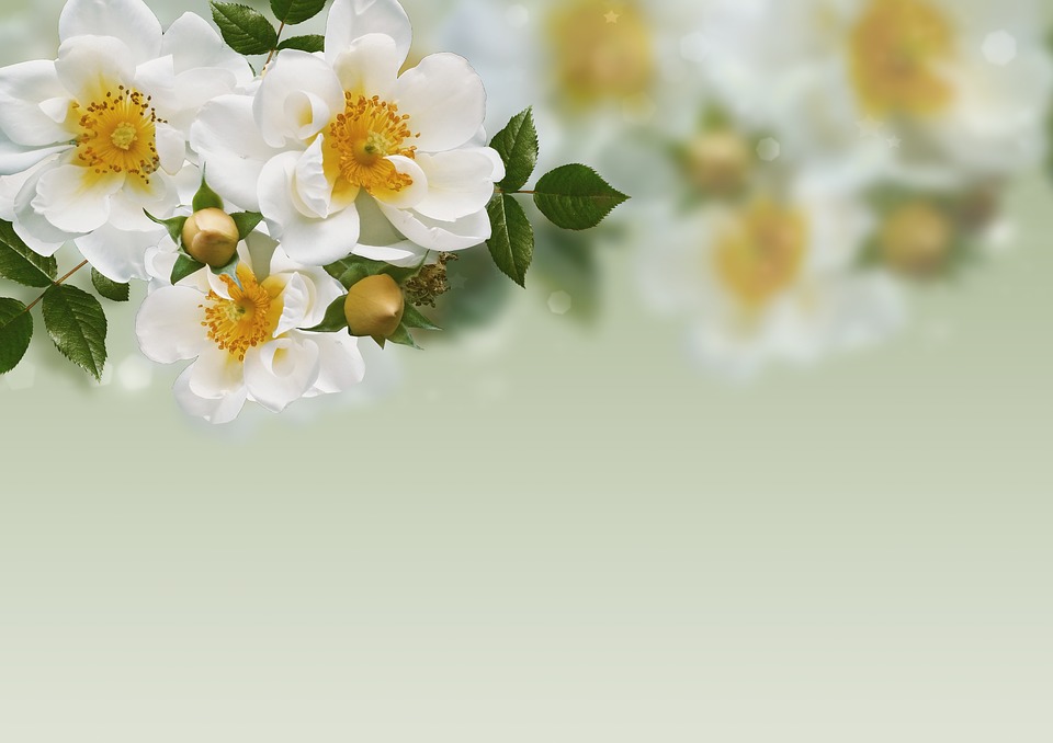 Detail Backround Bunga Nomer 12