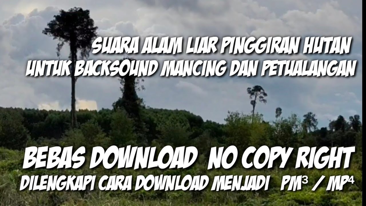 Detail Backsound Hutan Nomer 5