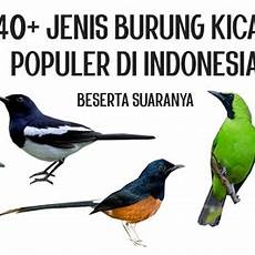 Detail Backsound Kicauan Burung Nomer 30