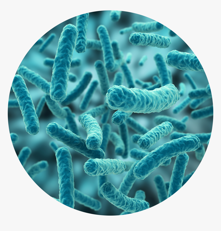 Detail Bacteria No Background Nomer 28