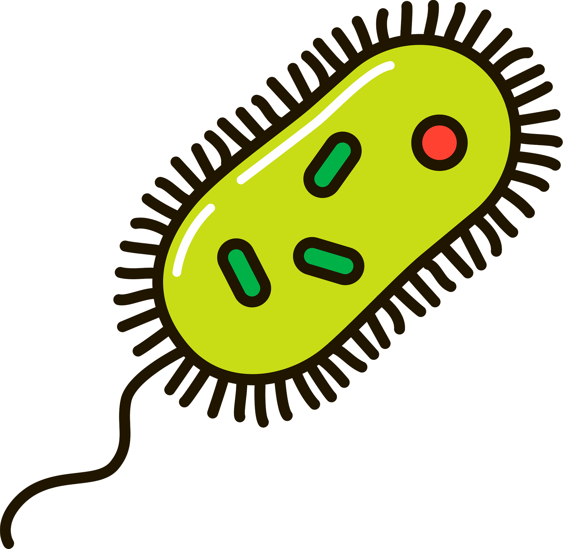 Detail Bacteria Transparent Background Nomer 24