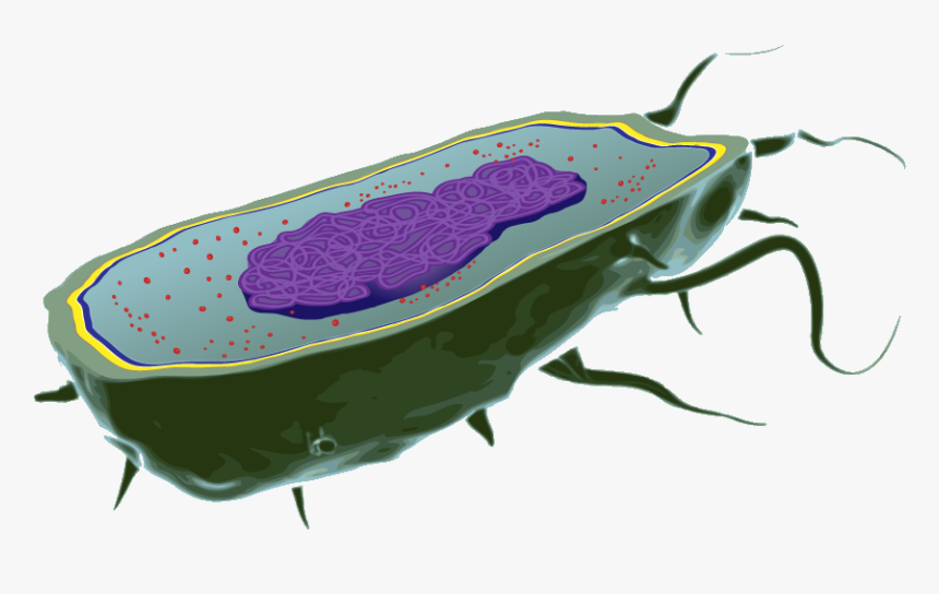 Detail Bacteria Transparent Background Nomer 34