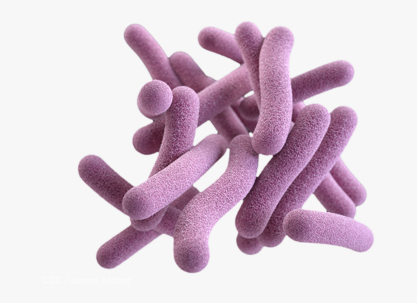 Detail Bacteria Transparent Background Nomer 37