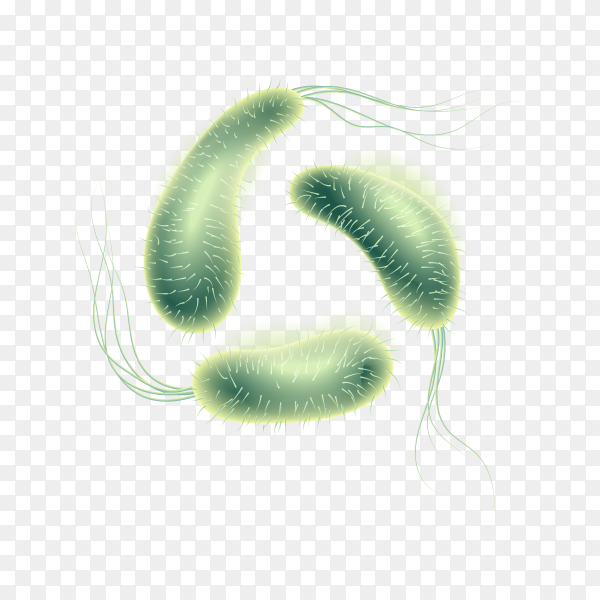 Detail Bacteria Transparent Background Nomer 39