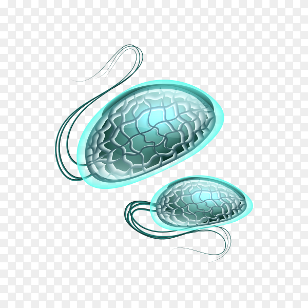 Detail Bacteria Transparent Background Nomer 41