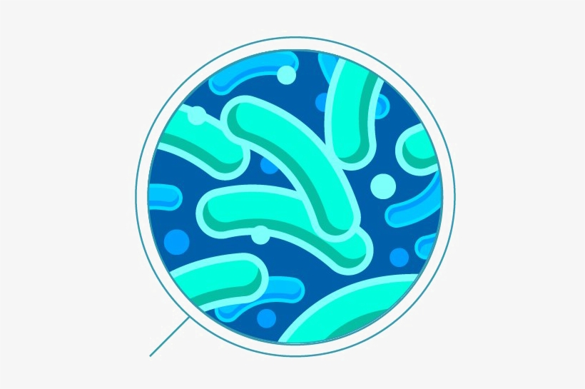 Detail Bacteria Transparent Background Nomer 55
