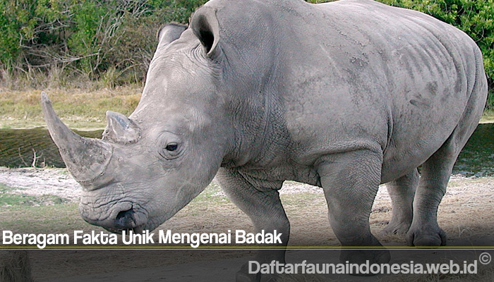 Detail Badak Bercula Satu Animasi Nomer 32