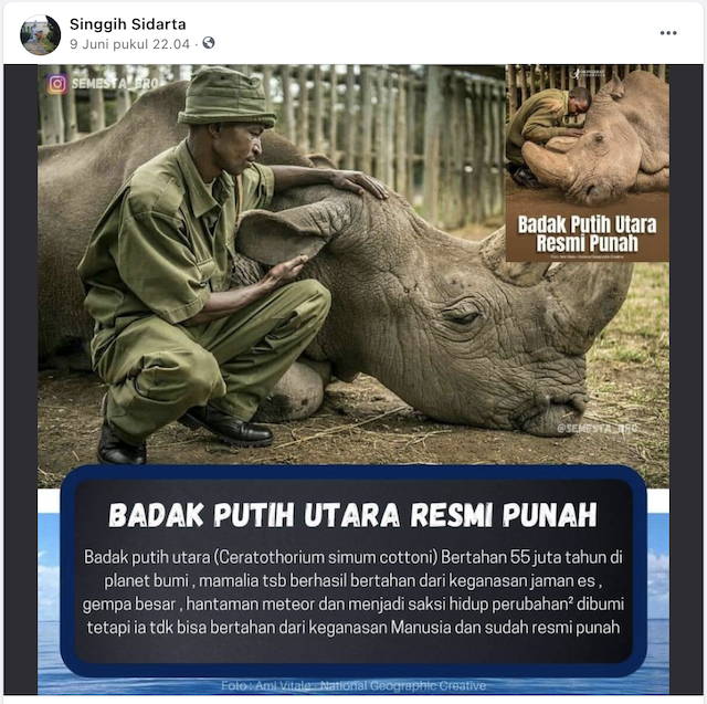 Detail Badak Putih Afrika Nomer 16