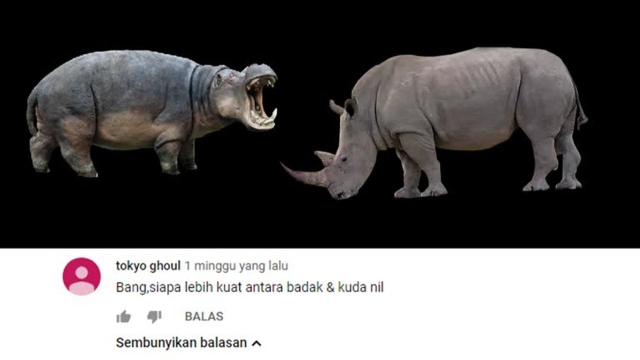 Detail Badak Vs Kuda Nil Nomer 2