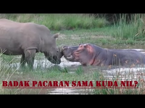 Detail Badak Vs Kuda Nil Nomer 9