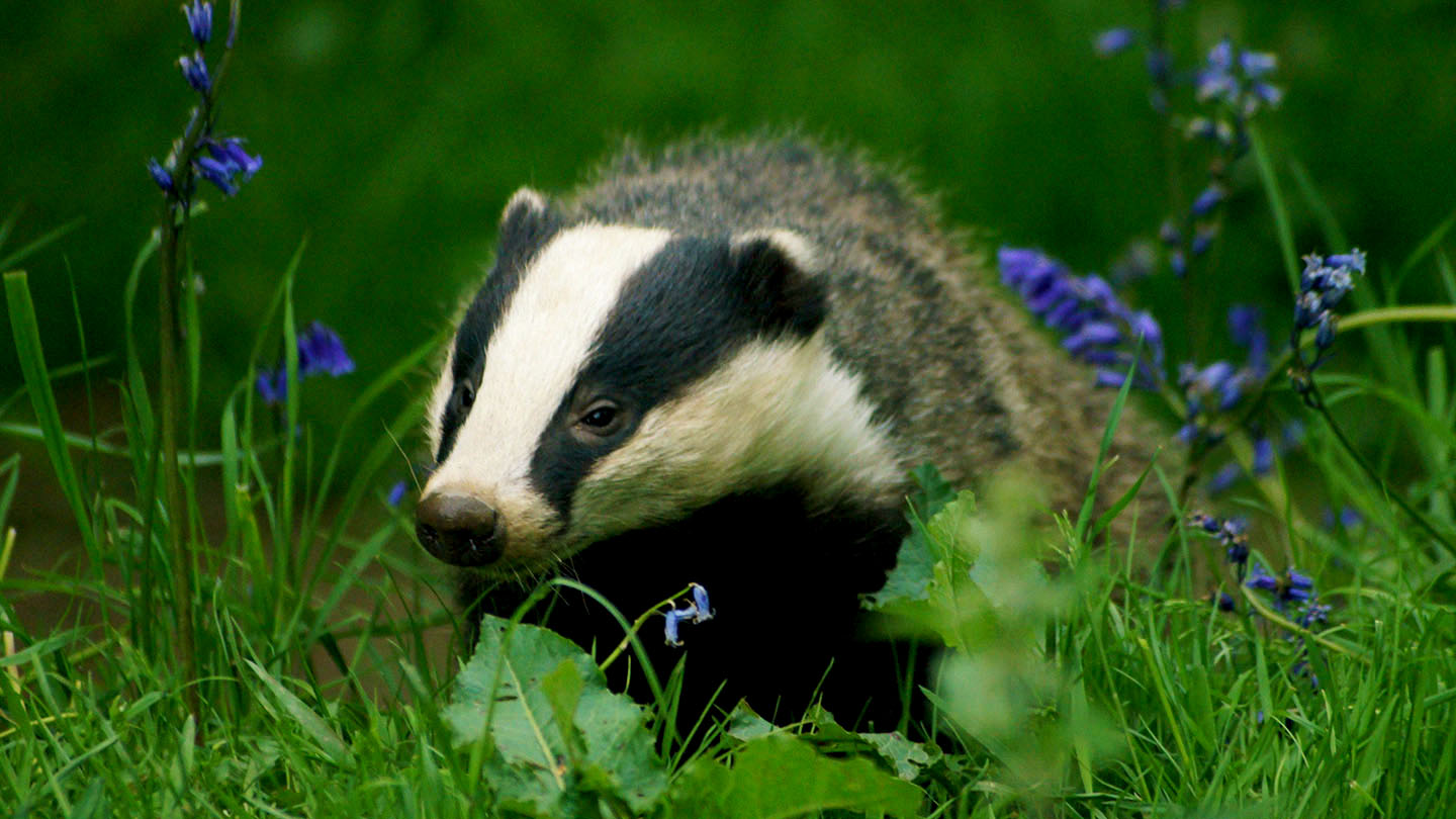 Detail Badger Animal Pictures Nomer 41