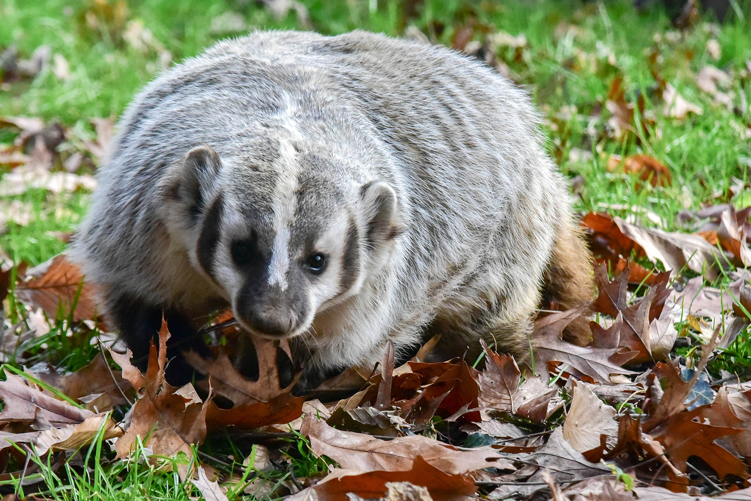 Detail Badger Animal Pictures Nomer 57