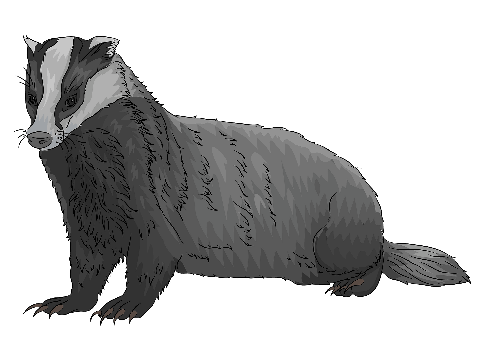 Detail Badger Clipart Nomer 45