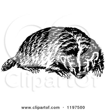 Detail Badger Clipart Black And White Nomer 29