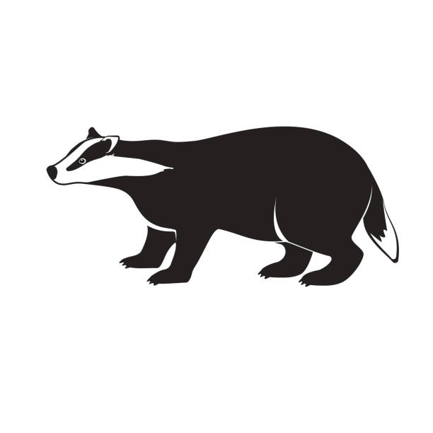 Detail Badger Clipart Black And White Nomer 4