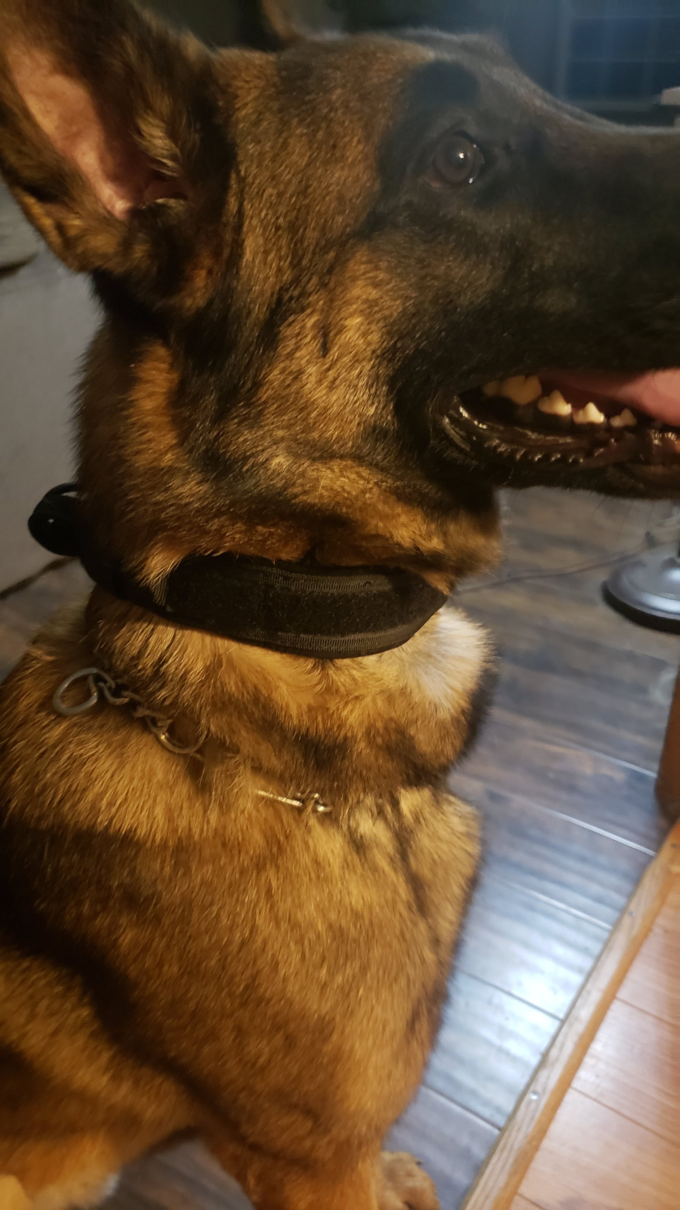 Detail Badger Dog Collar Nomer 32