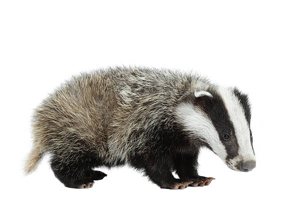 Badger Images Free - KibrisPDR