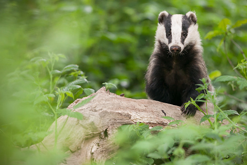 Detail Badger Images Free Nomer 2