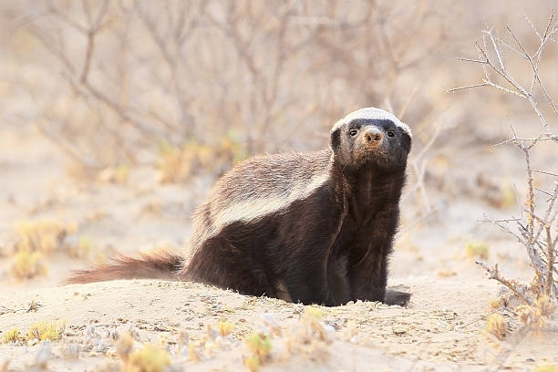 Detail Badger Images Free Nomer 11