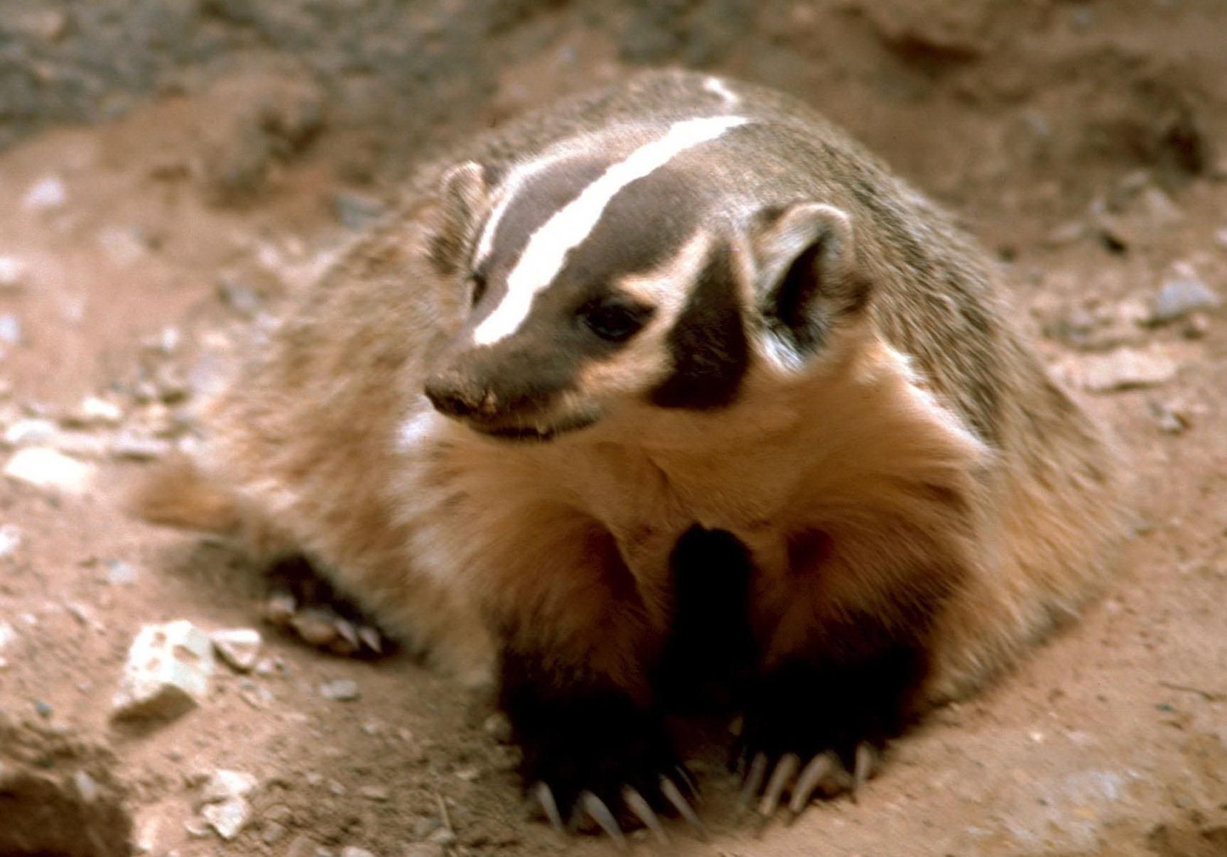 Detail Badger Images Free Nomer 12