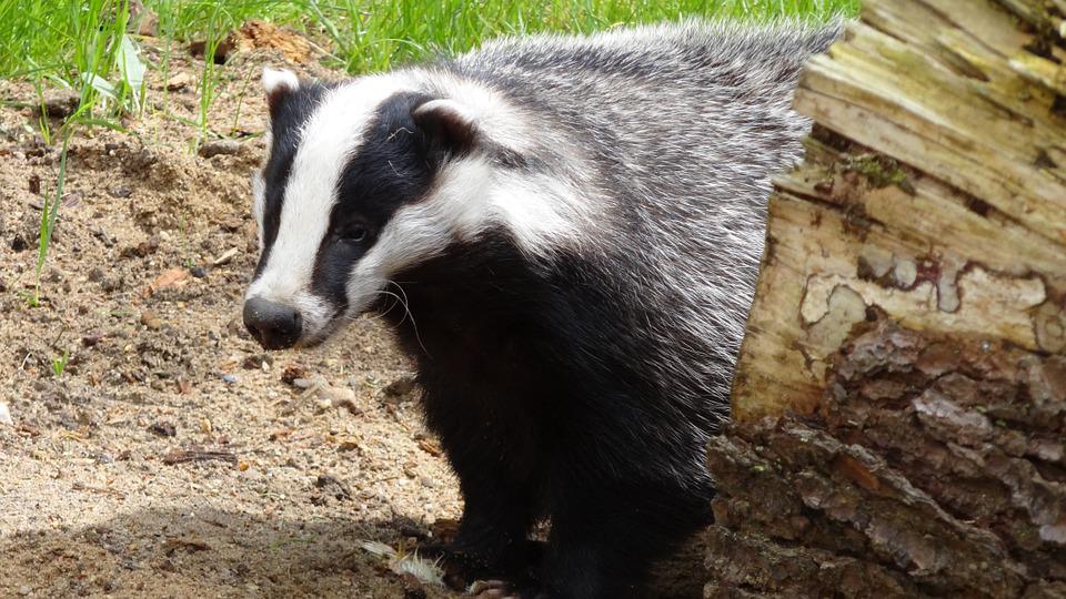 Detail Badger Images Free Nomer 13