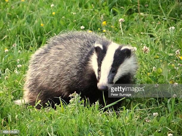Detail Badger Images Free Nomer 14