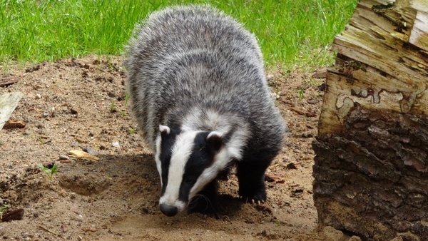 Detail Badger Images Free Nomer 15