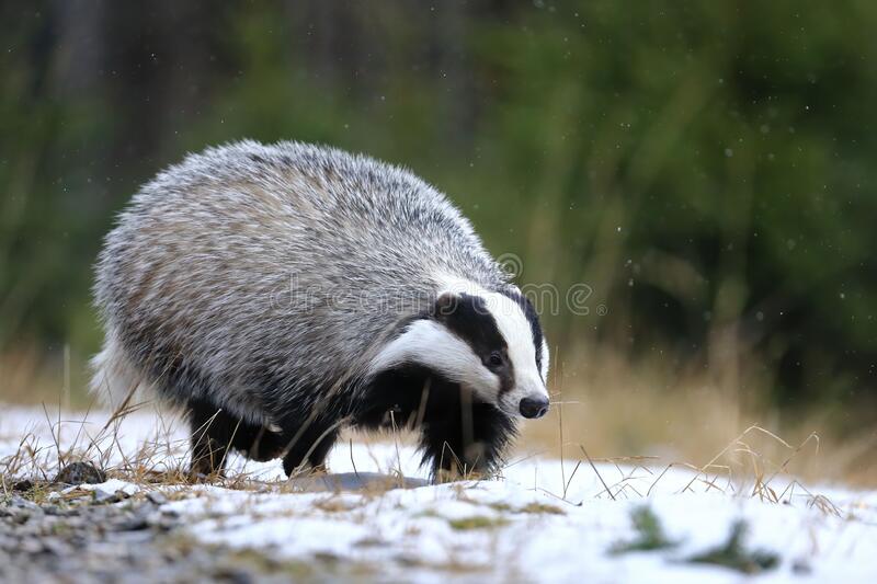 Detail Badger Images Free Nomer 17