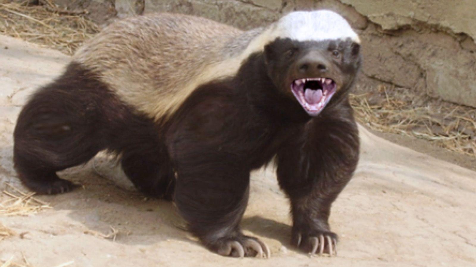 Detail Badger Images Free Nomer 20