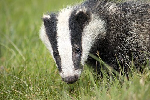 Detail Badger Images Free Nomer 3