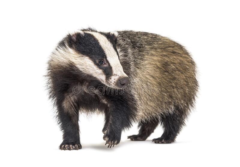 Detail Badger Images Free Nomer 21