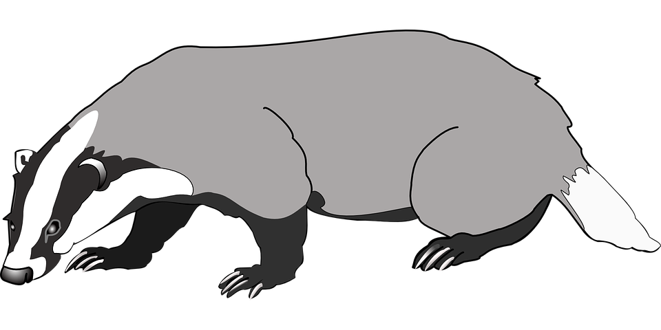 Detail Badger Images Free Nomer 23