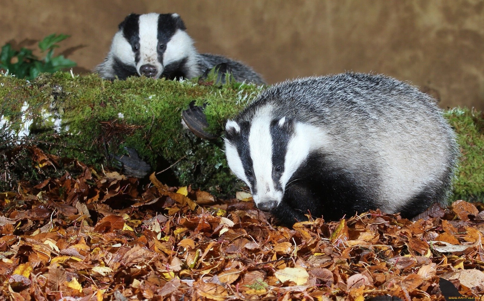 Detail Badger Images Free Nomer 24
