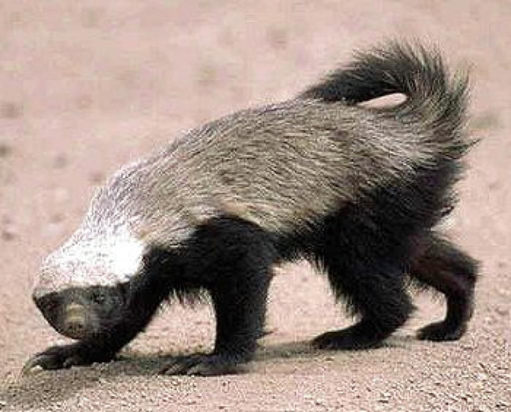 Detail Badger Images Free Nomer 25