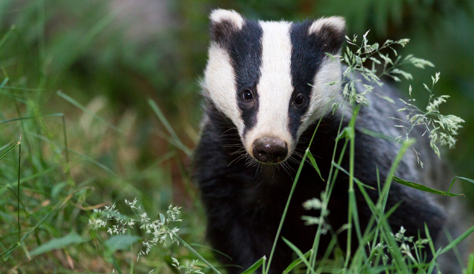 Detail Badger Images Free Nomer 26
