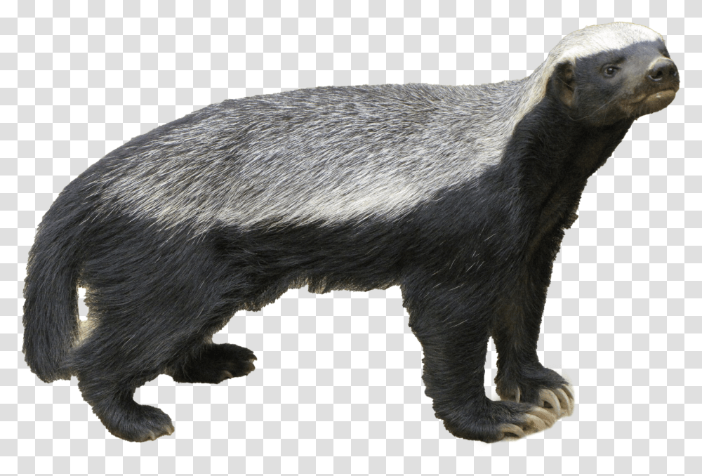 Detail Badger Images Free Nomer 27