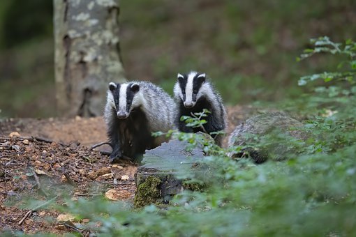 Detail Badger Images Free Nomer 28