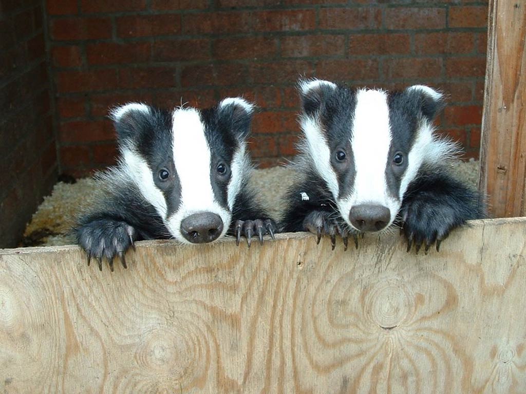 Detail Badger Images Free Nomer 29