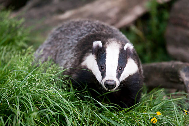Detail Badger Images Free Nomer 4