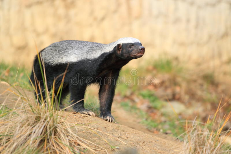 Detail Badger Images Free Nomer 33