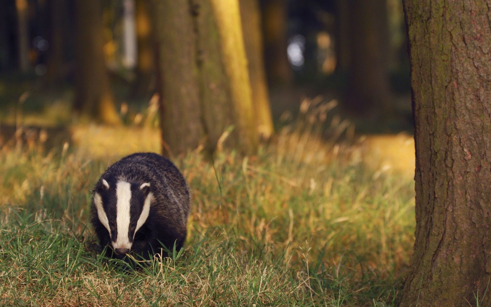 Detail Badger Images Free Nomer 35